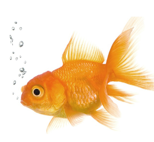 Aquarium & Fish Farming